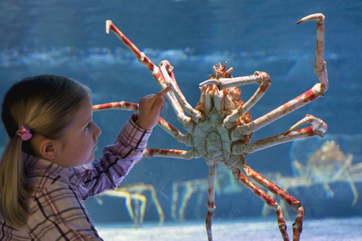 SEA LIFE Grapevine Claws with Girl lo-res.jpg